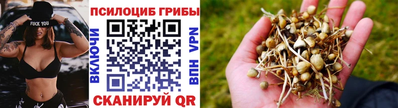 Купить где  Кстово  Псилоцибиновые грибы Psilocybe 